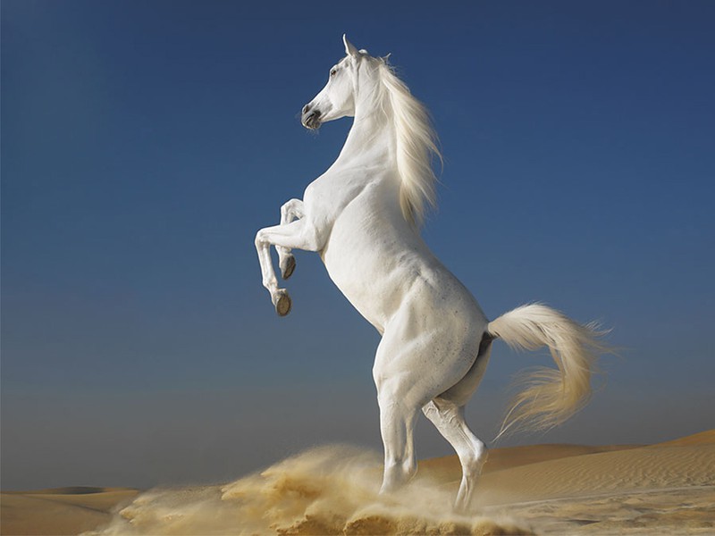 Biểu tượng ngựa trắng có ý nghĩa thế nào trong phong thủy nhà ở?