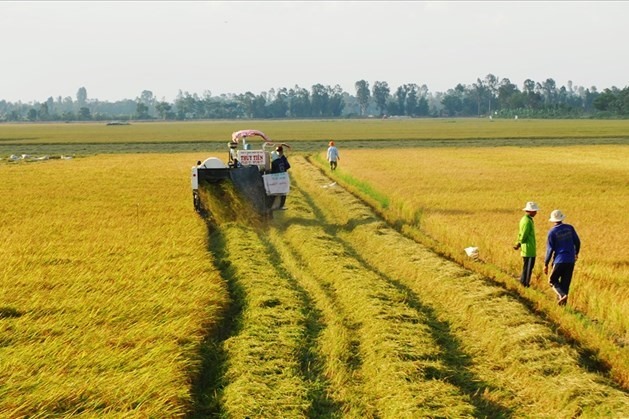 Hồ sơ và thủ tục chuyển đất trồng lúa sang đất thổ cư 2024. Ảnh: P.H